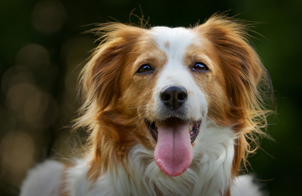 selective-focus-shot-of-an-adorable-kooikerhondje-dog